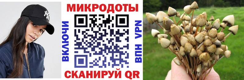 Псилоцибиновые грибы Psilocybe  Мурино 